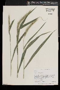 Elymus riparius image