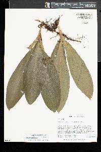 Clintonia umbellulata image