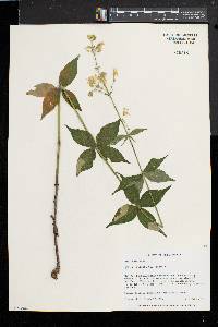 Silene stellata image