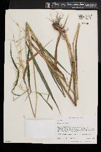 Elymus hystrix image