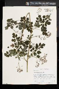 Thalictrum pubescens image