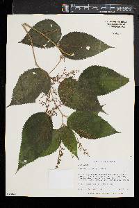 Laportea canadensis image