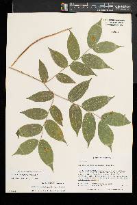 Prosartes lanuginosa image