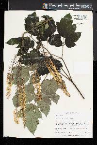 Actaea racemosa image