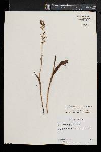 Platanthera lacera image