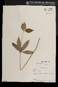 Medeola virginiana image