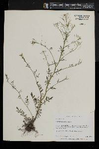 Sisymbrium altissimum image