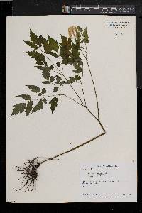 Actaea alba image