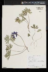 Delphinium tricorne image