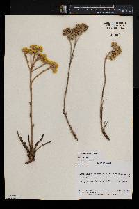 Helichrysum mechowianum var. ceres image