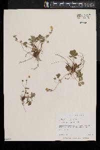 Potentilla canadensis image