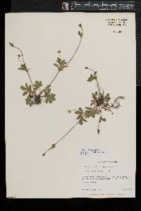 Potentilla canadensis image