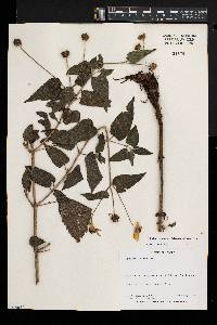 Lipotriche scandens subsp. scandens image