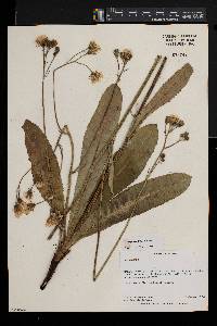 Crepis newii image