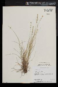 Carex radiata image