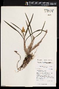 Galeandra lacustris image