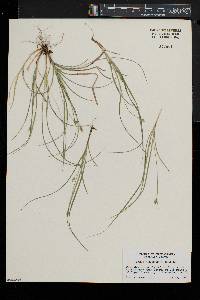 Carex willdenowii image