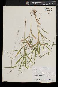 Leersia virginica image