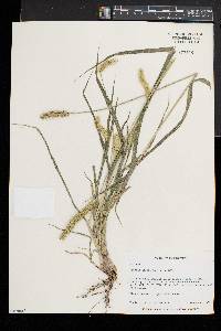 Setaria pumila image