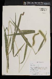 Setaria faberi image