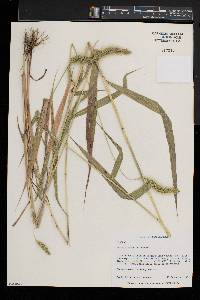 Setaria faberi image