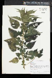 Urtica dioica image