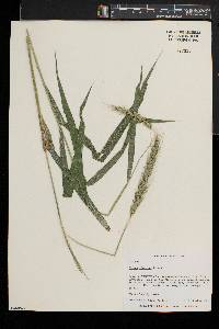 Elymus riparius image