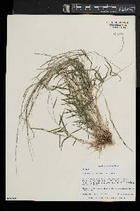 Muhlenbergia schreberi image