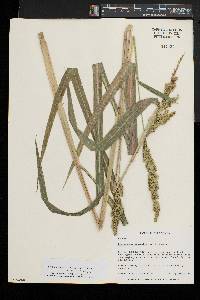 Echinochloa muricata var. microstachya image