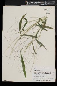 Leersia virginica image