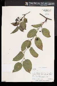 Smilax tamnoides image