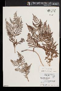 Pteridium aquilinum subsp. pseudocaudatum image