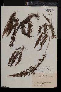 Blechnum asplenioides image