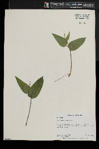 Maianthemum canadense image