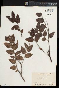 Wikstroemia sikokiana image