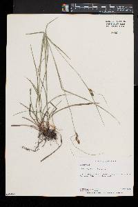 Carex bushii image