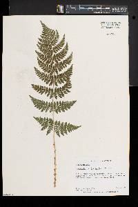 Dryopteris × triploidea image