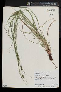 Carex swanii image