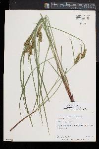 Carex baileyi image