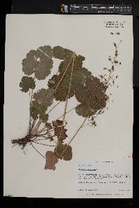 Heuchera americana image