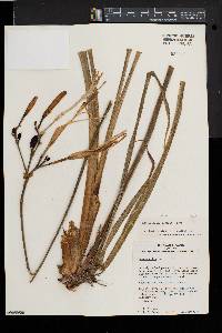 Image of Hemerocallis citrina