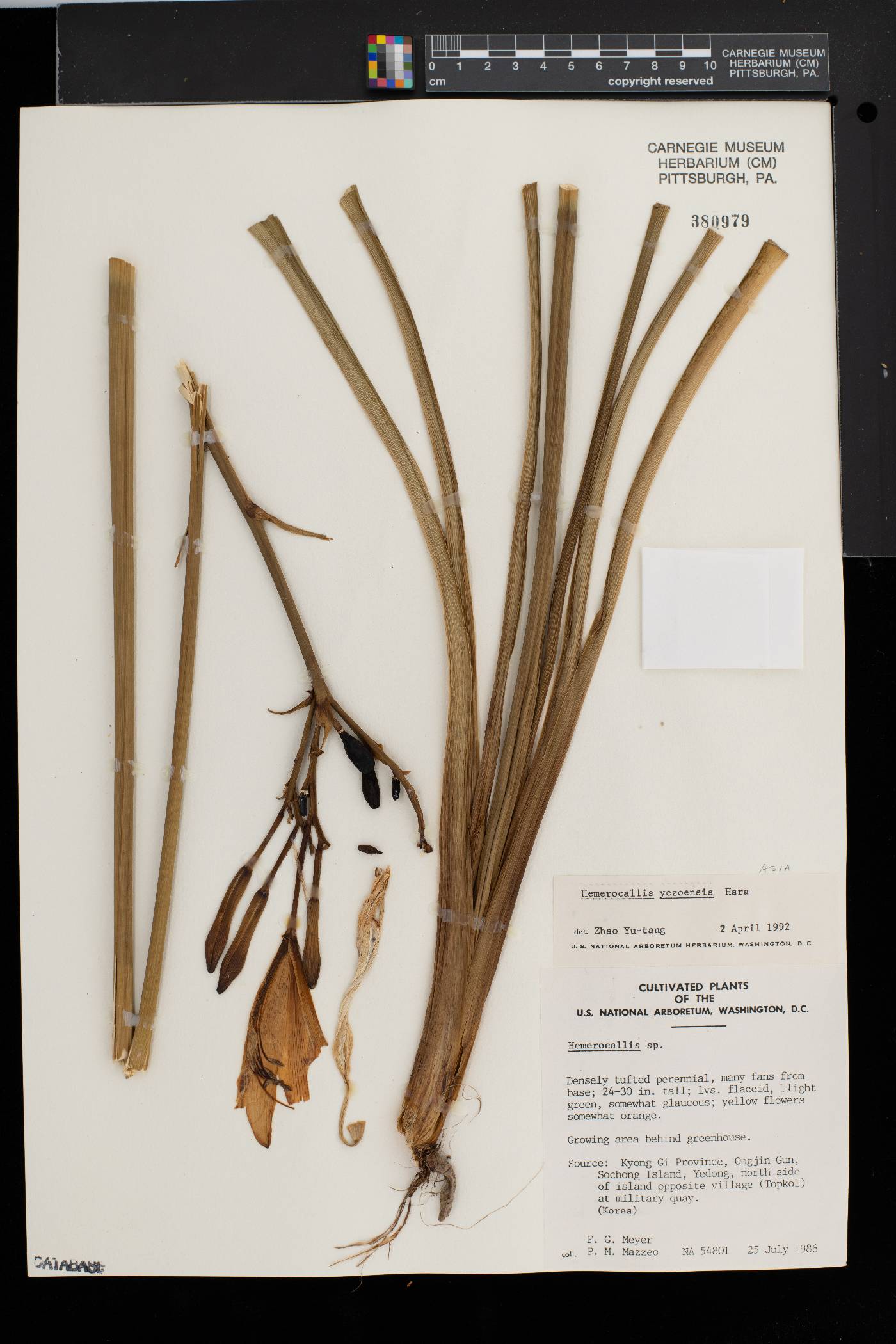 Hemerocallis yezoensis image