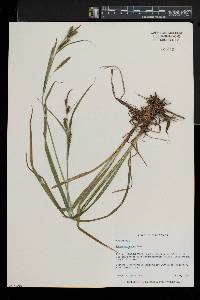 Carex scabrata image