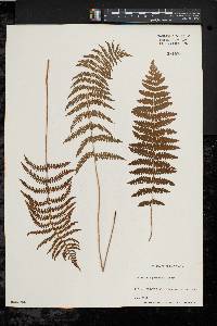 Thelypteris palustris var. pubescens image