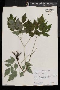 Actaea alba image