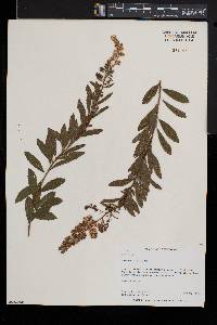 Spiraea alba image