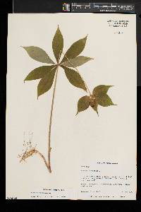 Medeola virginiana image