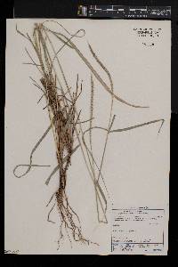 Enteropogon macrostachyus image