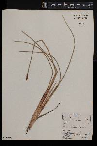 Eleocharis variegata image