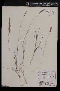 Enneapogon scoparius image